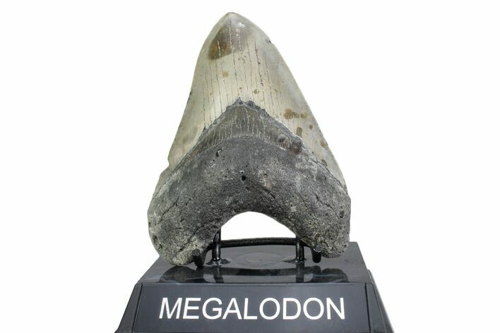 Fossil Megalodon Tooth - North Carolina #378072